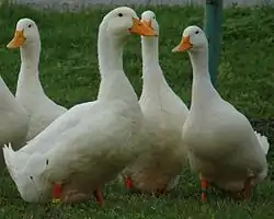 Colonie de canards de Pékin americains.