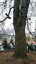 Amiens, marronnier du square Saint-Denis.