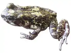 Description de l'image Amietophrynus perreti Onadeko et al. 2014 Zoosystematics and Evolution.jpg.