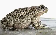 Description de l'image Amietophrynus rangeri Raucous toad Probable mature female IMG 3715.JPG.