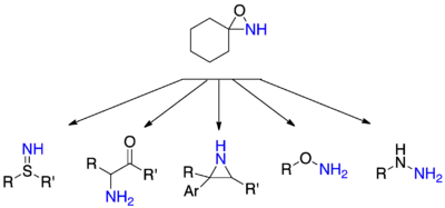 Réactions d'amination avec des oxaziridines.