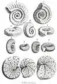 M : Ophioides F : Ammonites