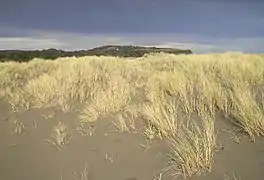 plantations dans du sable