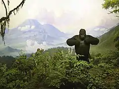 Gorille à l'American Museum of Natural History de New York