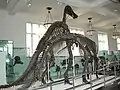 Anatotitan copei