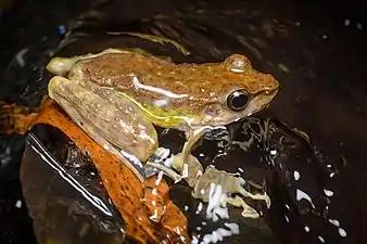Une grenouille se dresse dans le courant d'une eau sombre et transparente.