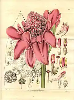 Planche de 1832 dans Curtis’s botanical magazine