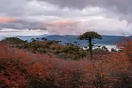 Ambiance d'automne, ciel chargé, forêt chauffe avant le froid, quelques éclats rose aux nuages.