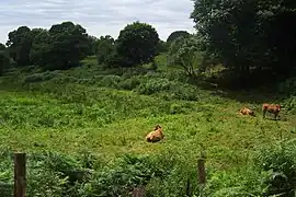 Photo montrant des champs bien verts et des vaches.