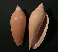 Amoria molleri