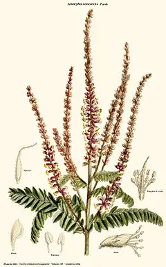 Description de l'image Amorpha canescens.jpg.