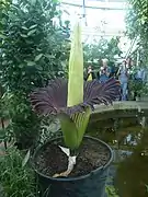 Amorphophallus titanum, originaire de Sumatra qui ne fleurit qu'après dix ans de germination