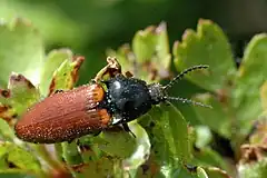 Ampedus pomorum dans les Ardennes belges