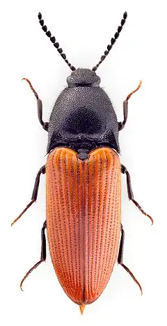 Description de l'image Ampedus rufipennis.jpg.