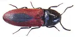 Ampedus sanguinolentus