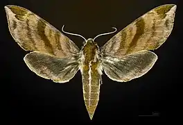 Face dorsale de la femelle MHNT