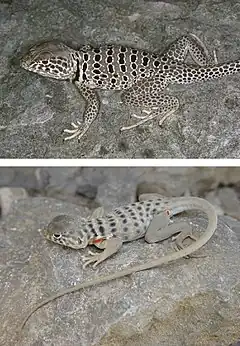 Description de l'image Amphibians-and-reptiles-of-the-state-of-Coahuila-Mexico-with-comparison-with-adjoining-states-zookeys-593-117-g005.jpg.