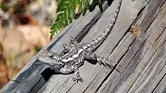 Description de l'image Amphibolurus muricatus Jervis Bay.jpg.