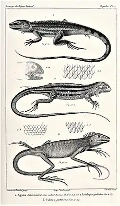 Description de l'image Amphibolurus muricatus Leiolepis guttata Bronchocela cristatella.jpg.