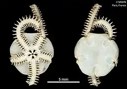 Amphioplus congensis