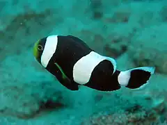 Description de l'image Amphiprion Species.JPG.