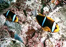 Deux poissons-clowns orange sombre avec trois bandes blanches. La tête et les nageoires, sauf la caudale, sont orange clair.