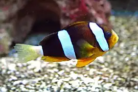 Un poisson à l'avant orange, l'arrière noir et la queue blanche. Il a deux barres verticales blanches et son museau est blanchâtre.