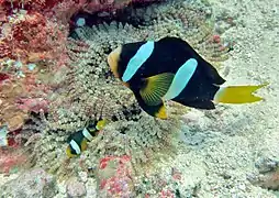 Poissons-clowns de Clark (Amphiprion clarkii)