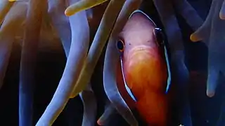Femelle Adulte en aquarium
