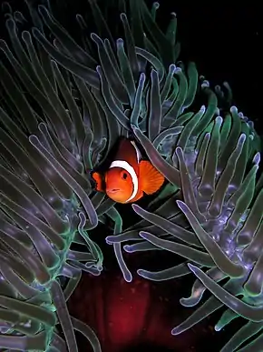 Description de l'image Amphiprion ocellaris (Clown anemonefish) in Heteractis magnifica (Sea anemone).jpg.