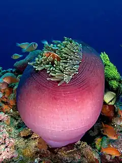 Un groupe de poissons-clowns près d'une énorme anémone violette.