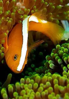 Description de l'image Amphiprion sandaracinos.jpg.