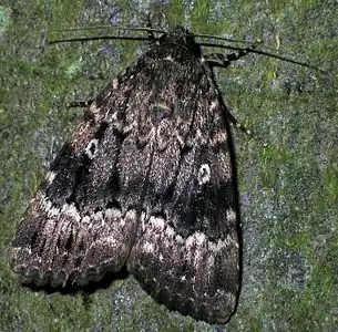 AmphipyrinaeAmphipyra pyramidea