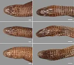 Description de l'image Amphisbaena slateri (10.3897-evolsyst.2.28059) Figure 3.jpg.