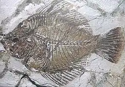 Fossile d'Amphistium paradoxum (Lutétien), soit environ 45 Ma.