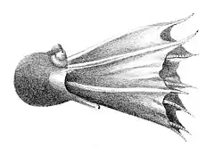 Description de l'image Amphitretus pelagicus.jpg.
