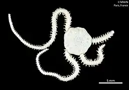 Amphiura cherbonnieri