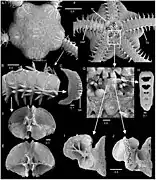 Détails de Amphiura chiajei