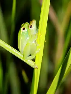 Description de l'image Amplexant pair of unidentified Hyperolius from Gabon.jpg.