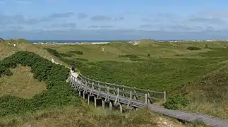 Chemin à travers les dunes à Amrum. Juillet 2018.