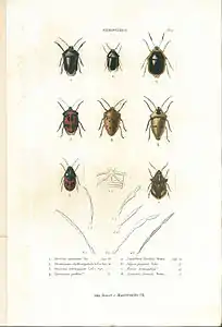 Planche 1 de l'ouvrage de C.J.-B. Amyot et J. G. Audinet-Serville (1843). Histoire naturelle des insectes. Hémiptères. Paris, Librairie encyclopédique de Roret.