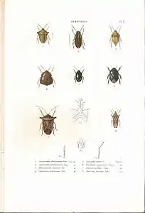 Planche 2 de l'ouvrage de C.J.-B. Amyot et J. G. Audinet-Serville (1843). Histoire naturelle des insectes. Hémiptères. Paris, Librairie encyclopédique de Roret.