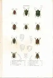 Planche 3 de l'ouvrage de C.J.-B. Amyot et J. G. Audinet-Serville (1843). Histoire naturelle des insectes. Hémiptères. Paris, Librairie encyclopédique de Roret.