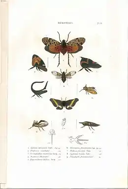 Planche 9 de l'ouvrage de C.J.-B. Amyot et J. G. Audinet-Serville (1843). Histoire naturelle des insectes. Hémiptères. Paris, Librairie encyclopédique de Roret.