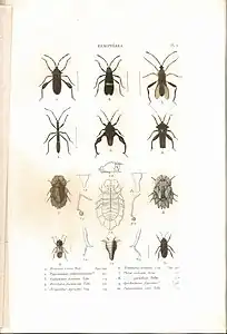 Planche 5 de l'ouvrage de C.J.-B. Amyot et J. G. Audinet-Serville (1843). Histoire naturelle des insectes. Hémiptères. Paris, Librairie encyclopédique de Roret.