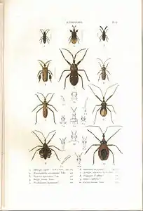 Planche 6 de l'ouvrage de C.J.-B. Amyot et J. G. Audinet-Serville (1843). Histoire naturelle des insectes. Hémiptères. Paris, Librairie encyclopédique de Roret.