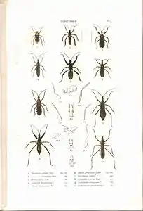 Planche 7 de l'ouvrage de C.J.-B. Amyot et J. G. Audinet-Serville (1843). Histoire naturelle des insectes. Hémiptères. Paris, Librairie encyclopédique de Roret.