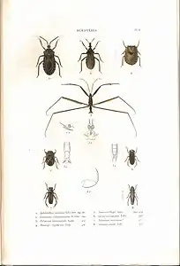 Planche 8 de l'ouvrage de C.J.-B. Amyot et J. G. Audinet-Serville (1843). Histoire naturelle des insectes. Hémiptères. Paris, Librairie encyclopédique de Roret.