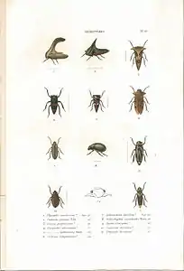 Planche 10 de l'ouvrage de C.J.-B. Amyot et J. G. Audinet-Serville (1843). Histoire naturelle des insectes. Hémiptères. Paris, Librairie encyclopédique de Roret.