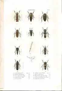 Planche 11 de l'ouvrage de C.J.-B. Amyot et J. G. Audinet-Serville (1843). Histoire naturelle des insectes. Hémiptères. Paris, Librairie encyclopédique de Roret.